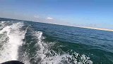 渤海湾潜水员的宝地，小半天就摸200斤海螺，顶白领上十天班