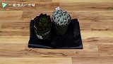 木制植物盆，多肉的新归宿，家庭装饰的小妙招！