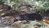 云猫喝水、黑熊洗澡……保护区红外相机记录下多个珍贵动物影像