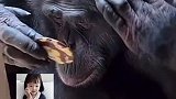 猩猩对着镜子整理发型，网友：它沉迷在自己的盛世美颜中无法自拔