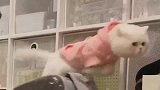 猫咪实力作死，挑衅没有脑子的二哈，结果遭报应了！
