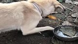 中华田园犬现在生活好了,还是忘不了藏食物