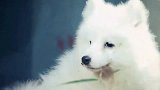 这才是《白狐》真正原唱，唱得如此凄美忧伤，超好听