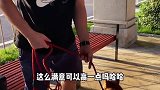 它是一只有着忠诚与美貌并存的犬种