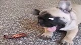 小狗第一次见龙虾，没想到成了这个狗样，原谅我笑喷了！