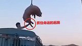 二师兄升天了! 运猪货车侧翻 幸存猪仔狂奔乱窜 交警吊车抓猪