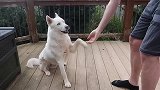看看白狗是怎么和主人玩的，第一次见，太厉害了