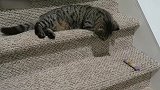 呆萌小猫咪爆笑上线，看这小可爱的模样，这是在干什么呢