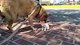 爱狗人士遛狗，路遇一只流浪盲猫，坚强的小家伙