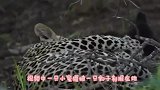小白虎贪玩不肯回家，结果虎妈一声吼叫后，镜头拍下搞笑一幕
