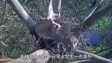 老鹰第一次捕食，遇到一窝猫头鹰，下一刻傻眼了