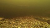尼斯湖拍到巨型鳗鱼视频：或佐证本月初专家DNA研究发现