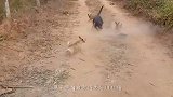 猎犬围住一棵树狂吠，主人朝树上一看，这群狗崽子不要命了！