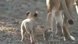 小幼狮追着母狮要喝奶