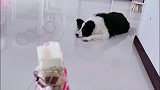 边牧想吃雪糕 就把它的玩具拿过来跟主人换 真是要成精啊