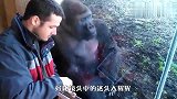 小猩猩到爸爸跟前卖萌，猩猩爸爸看到后，反应笑翻了