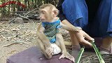 丫丫好奇地看着主人烤鱼，还知道帮忙拿棍子，真是乖得不行
