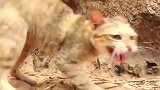 猫咪袭击母鸡，这胆子也太大了，不怕母鸡反击吗？