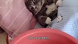 猫：我怀疑你故意整我呢，都给我看对眼了