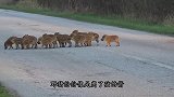 高速路上突现老虎，主人赶紧追了上去：别闹了，赶紧回家