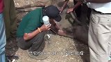 野牛被树枝缠住，救援人员发现时已经奄奄一息，让人心疼