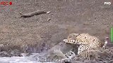 豹弟被鳄鱼生吞，猎豹前来复仇