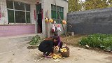 孙媳和奶奶刨大葱，怀疑当年奶奶不认可这个孙媳，看奶奶是咋说哩
