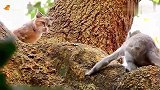 小猴阿萨爬上树想和喵星人一起玩，却被大猫打了一巴掌吓跑了