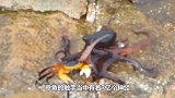 章鱼捕食电鳗，遭到电鳗猛烈反击！双方打得难舍难分！