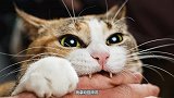 猫咬手说明什么怎么训练制止