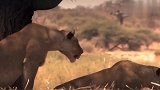 动物世界：狮子偷袭小鹿和斑马