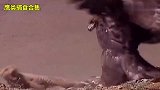 鹰类捕猎合集：金雕追上狐狸就是一顿狂抓，这鹰爪功果然名不虚传
