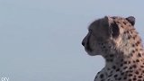 豹子捕猎野猪，结果却被野猪给吓跑了，真丢豹脸！
