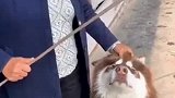 家里修路，瓦泥师傅突然说不干了，原因太好笑