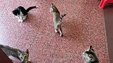 猫咪一家四口的午餐，小花护食还唬我了。