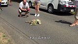 考拉背着宝宝散步，最后母子俩同时看向镜头，考拉：忍你老半天了