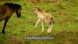 年轻公马第一次谈恋爱，母马很听公马的话，动物之间爱情干净纯粹