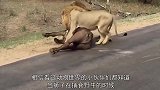 为什么有时候狮子攻击野牛时，野牛会一动不动？今天算长见识了