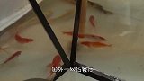 世界上最小的鱼缸，瓶盖般大小，这能装什么鱼？