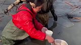 由于货要得急，寒冬挖藕人直接用冰块当桌子，在冰冷的泥水里吃饭