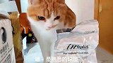 我家的小猫旺财，居然会自己冲奶粉
