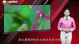 农村有一种“野菜”想想都要流口水快来看看你认识吗有吃过吗