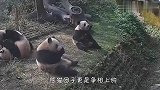 游客用苹果钓熊猫，熊猫争相上钩，接下来忍住别笑