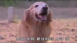 机智聪明的狗狗把坏人抓住，还救出了主人