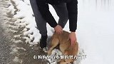 一只流浪狗在雪地里拦车，好心人赶紧下车查看，结局太暖了