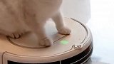 猫：好好扫地，铲屎官让我监督你呢！