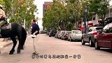 马发脾气有多恐怖来看看这条鳄鱼吧，直接被野马“爆头”了