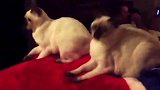 小猫太调皮了，主人不得不出手惩戒，太逗了！