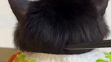 主人给猫猫梳了一下午的头