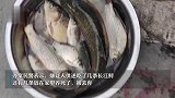 涉案金额超千万！10尾长江鲟遭非法捕捞，嫌疑人称吃了几条